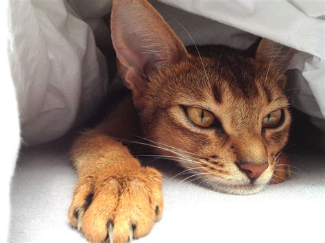 12 Taboos About Abyssinian Cat Breeders South Africa You