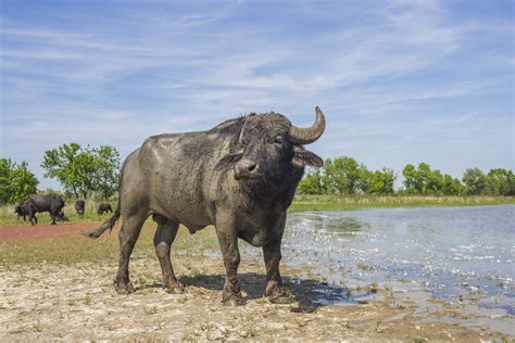 Water Buffalo Release Boosts Natural Dynamics In The Danube Delta