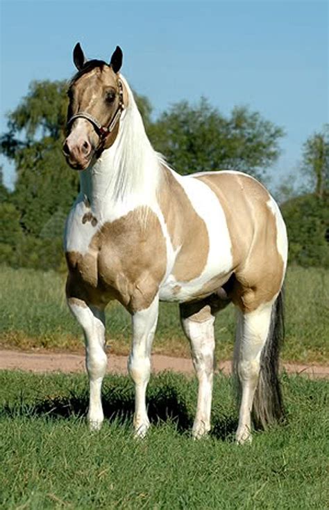 Buckskin Dun Horse Color Abdur Mcbride