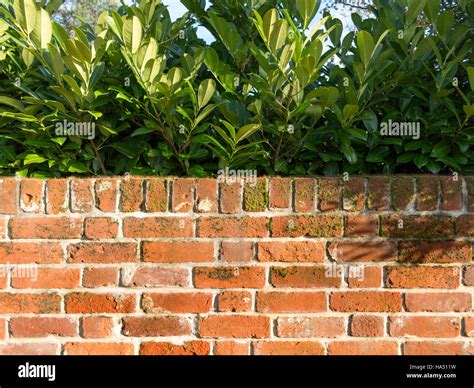 Laurel Hedge Hi Res Stock Photography And Images Alamy