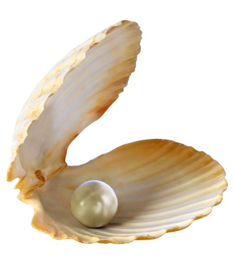 Seashell Clipart Free Sea Shell Png Images Download Free Transparent