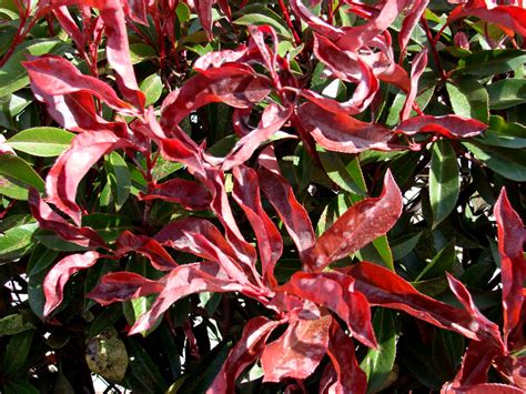 While fraser's photinia is relatively hardy and doesn't need much care, the shrubs grown in wet or humid conditions are susceptible to fungal diseases and several pests. Red Tip Photinia