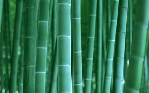 Stones Bamboo Green 4k Hd Wallpaper