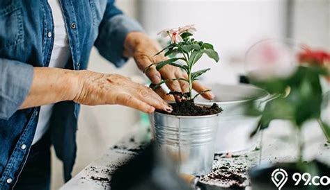 Kali ini kami ingin berbagi tentang cara menanam dan juga perawatan selain itu tanaman ini juga bisa tumbuh dengan baik dalam wadah yang besar atau diletakkan di halaman rumah yang teduh. Coba Berkebun Di Rumah, Begini Cara Menanam Bunga Menurut ...