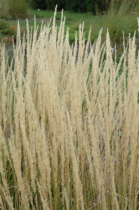 Feather Reed Grass Karl Foerster Grasses Plants And Flowers N
