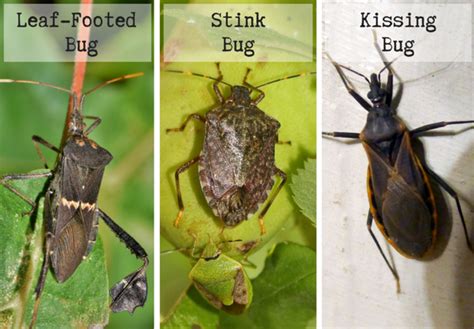 What Are Leaf Footed Bugs And Are They Harmful Dengarden