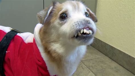 Dog Without Nose Hopes To Find Forever Home In Florida Abc13 Houston