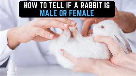 What Are The Differences Between A Male And Female Rabbit How Can You