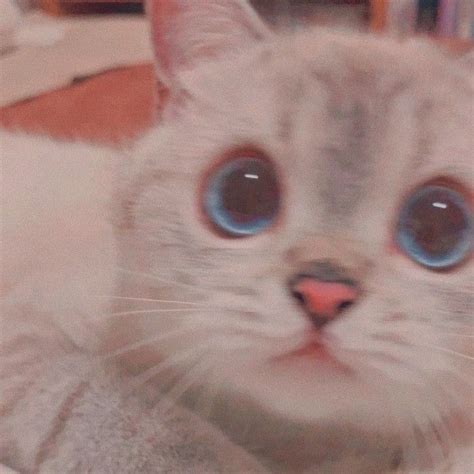 pp kucing ml