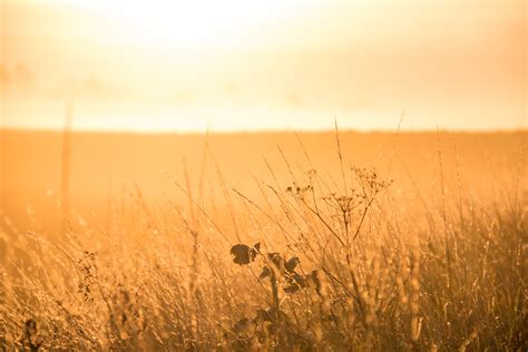 Brown Grass Field Hd Wallpaper Wallpaper Flare