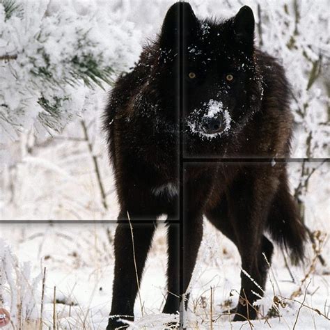 10 Latest Black Wolf Desktop Background Full Hd 1080p For