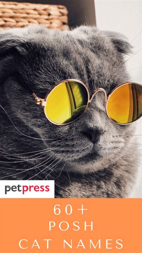 60 Posh Cat Names Regal Cat Name Ideas For Your Cute Kitten