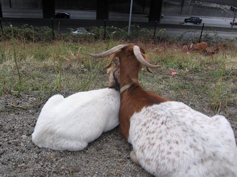 goats in love cleverclevergirl flickr
