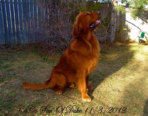 Are you looking for the perfect all around family pet? Dark red golden retriever - so handsome. | Golden ...