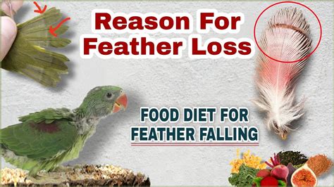 Birds Feather Falling Issue Reason For Birds Feather Loss And
