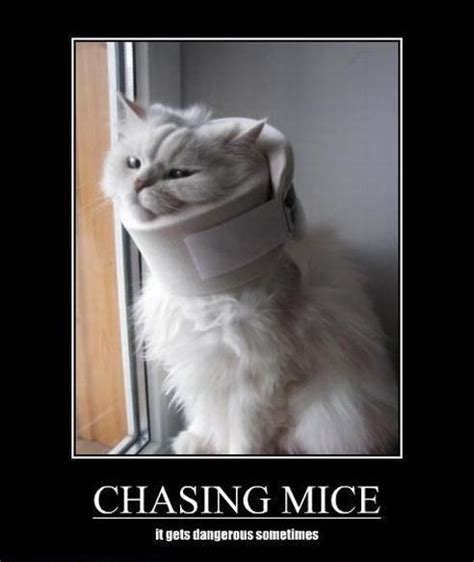 Out Chasing Mice Again Funniest Pictures Ever Funny Pictures Funny