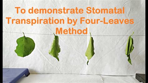 So this time we got the coco exotic (24cm x 24cm) from four leaves. Four Leaves Experiment to demonstrate Stomatal ...