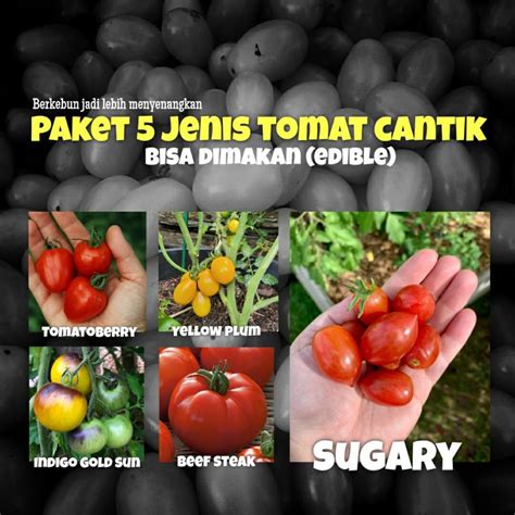 Jual Paket Hemat 5 Jenis Tomat Import Unik Mudah Tumbuh Edible