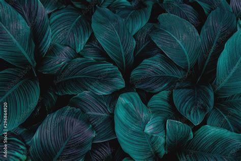 Leaves Of Spathiphyllum Cannifolium Abstract Dark Green Texture