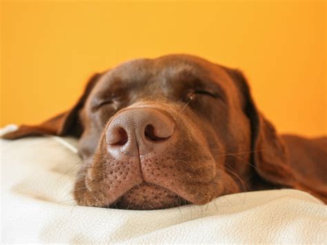 5 Ways To Help Your Dog Sleep Well Every Night The Sleep