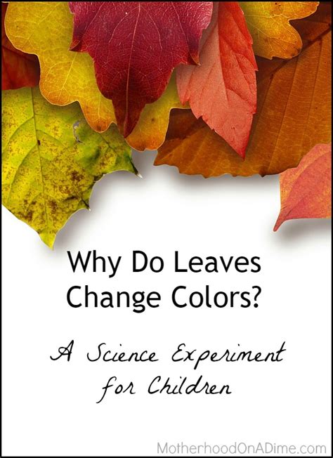 We use this book as a resource in our classroom and we read it every fall! Why Do Leaves Change Colors? A Science Experiment with ...