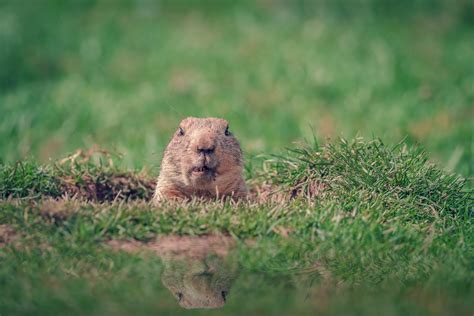 Groundhog Holes And Burrows Size Identification And More Terminix