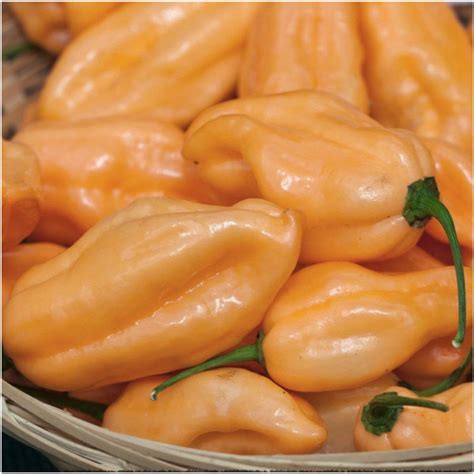 Peach Habanero Guide: Heat, Flavor, Uses