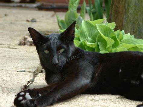 Learn about the domestic shorthair cat breed, including their social & easygoing personalty, history, and if they are a good match for your lifestyle. Cat Breeds Pictures and Information