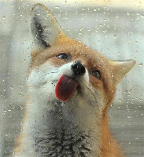 These 22 Photos Will Make You Fall In Love With Foxes Fotos De Zorros