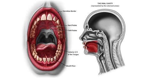 Oral Cancer Surgeon Ahmedabad Gujarat India — Anahat Oncology Head And Neck Cancer Surgeon