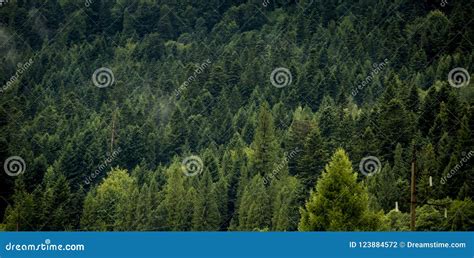 Beautiful Landscape Nature Of Rain Forest And Mountain Background