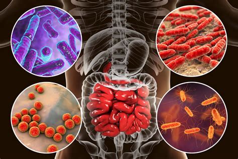 ¿cuáles Son Las Funciones De La Microbiota Mejor Con Salud