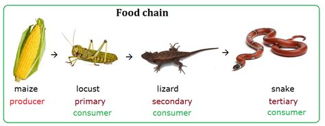 Actually, in many cases the food chains of the ecosystem overlap and interconnect, forming what ecologists call a food web. #139 Food chain | Biology Notes for IGCSE 2014