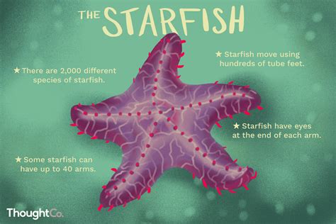 12 Surprising Facts About Starfish