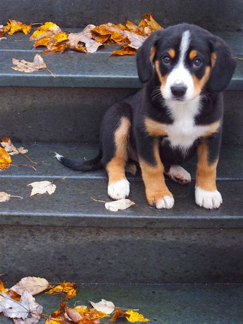 Entlebucher Mountain Dog I Think This Might Be The Other Breed Pippa