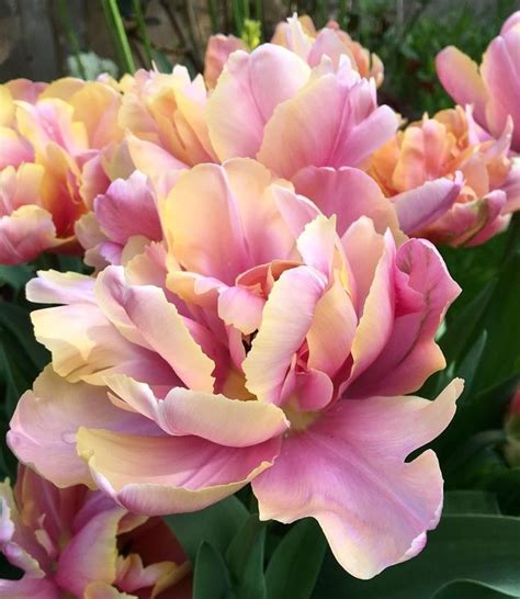 Tulip Bulbs Pink Star Beautiful Peony Tulip Tulip Store