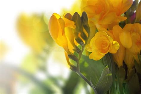 622196 Background Yellow Spring Flowers Stock Photos Free And Royalty