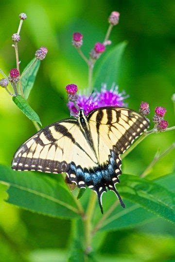 Papilioninae Swallowtails Butterfly Birds And Blooms