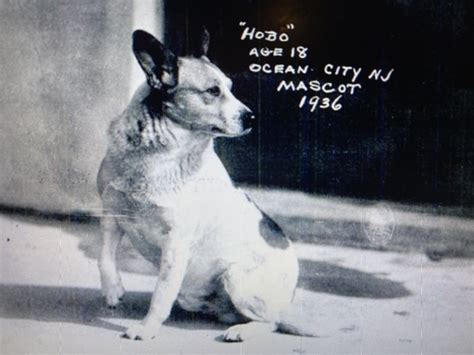 Remembering Hobo Ocs Mascot Dog Bromilows Florist