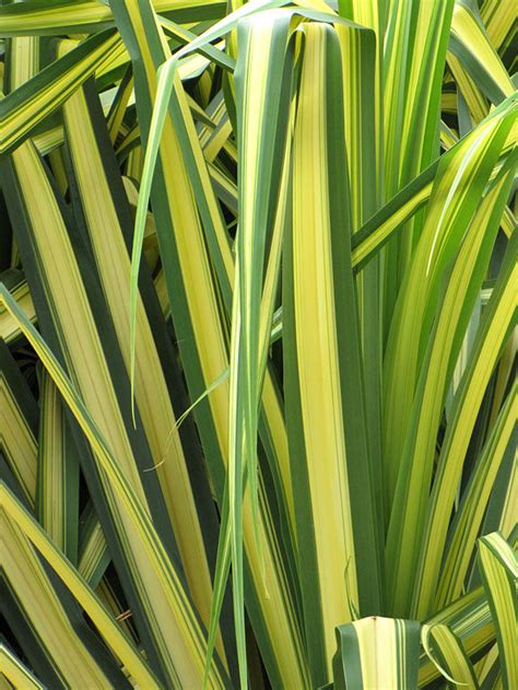 Pandanus Baptistii Variegata Kens Nursery