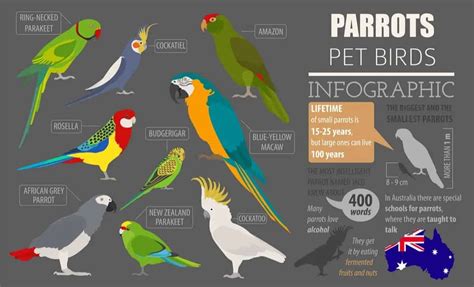 9 Most Popular Types of Pet Parrots