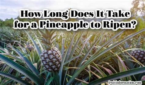 How To Ripen A Pineapple Fast And Easy