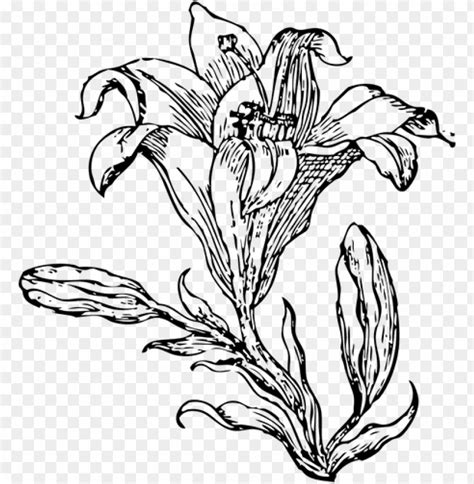 White Lily Flower Drawing At Getdrawings Flower Line Art Png Image With