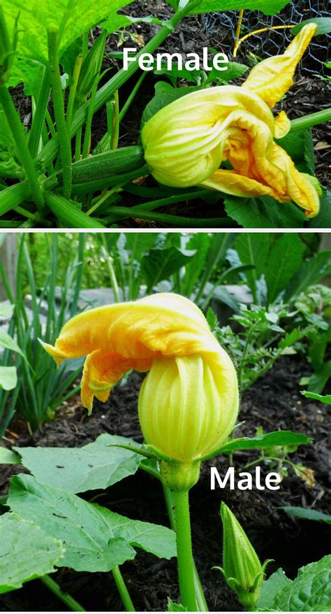 The male reproductive part of the flower produces pollen, while the female the main female reproductive part of a flower is called the pistil. What A Female Flower And A Male Flower Look Like On A ...