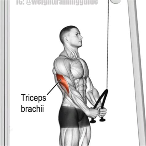 Tricep Rope Pushdowns By David M Exercise How To Skimble