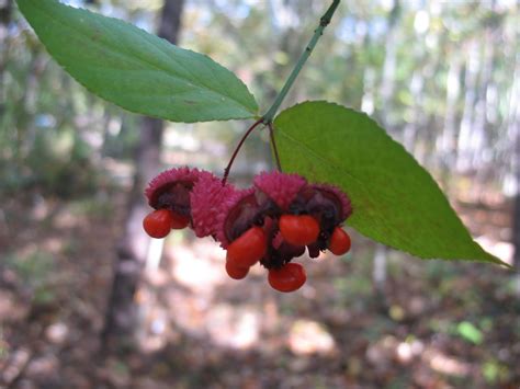Using Georgia Native Plants In Season