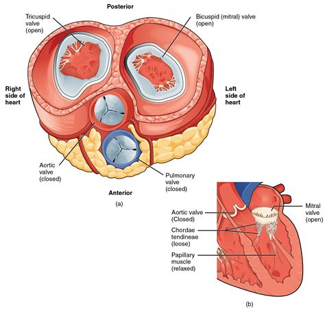 191 Heart Anatomy Douglas College Human Anatomy And Physiology I