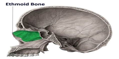 Want to learn more about it? Ethmoid Bone - Assignment Point