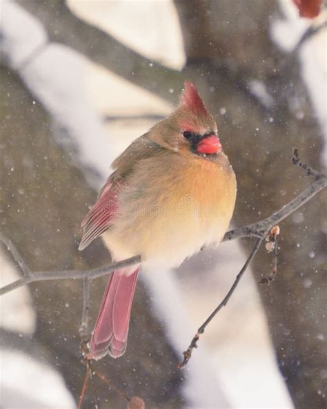 Female Cardinal On Branch In Snow Stock Photo Image Of Snow Cold