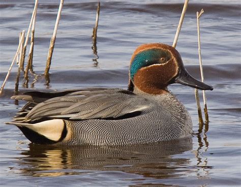 Green Winged Teal Birds Of Great Basin National Park
